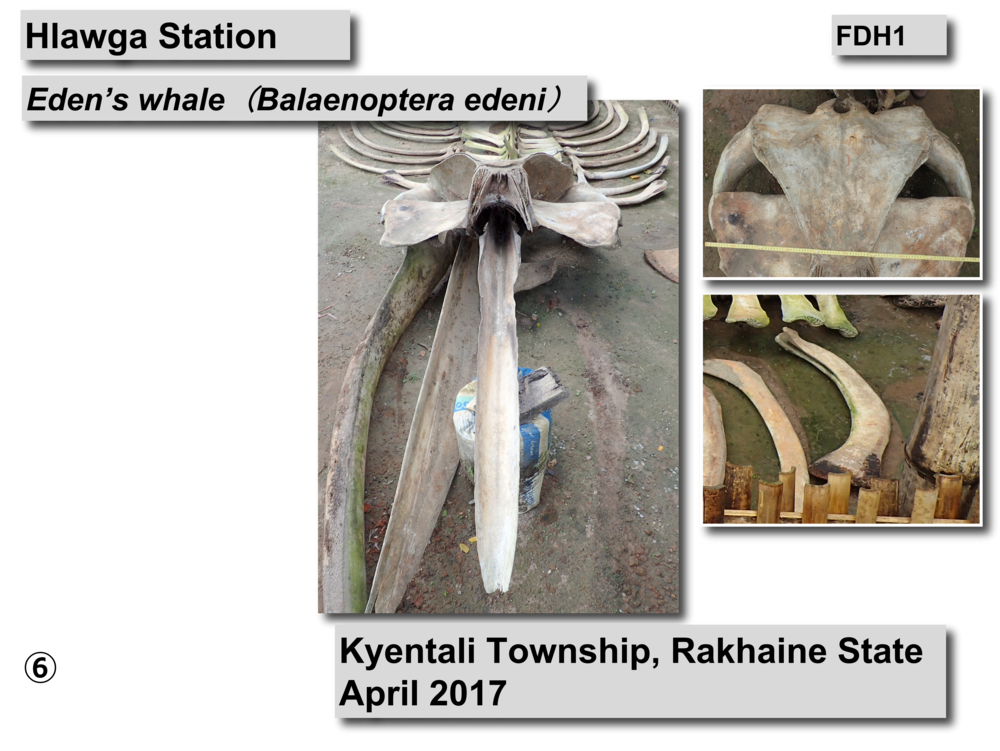 INVENTORY OF FLORA AND FAUNA OF MYANMAR