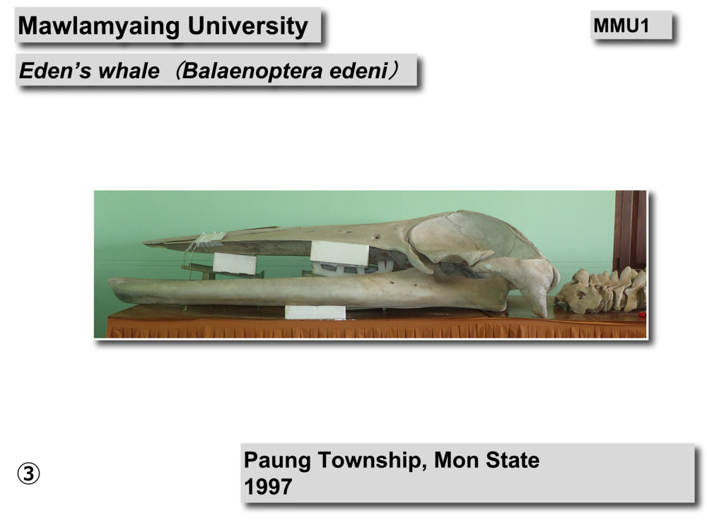 Eden's whale skeleton04