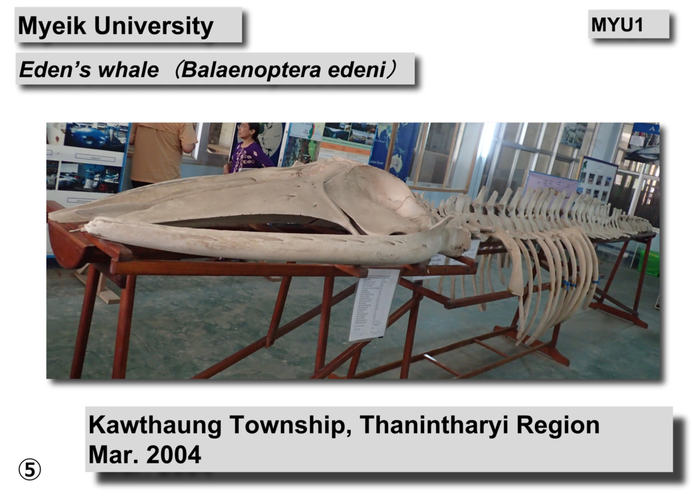 Eden's whale skeleton06