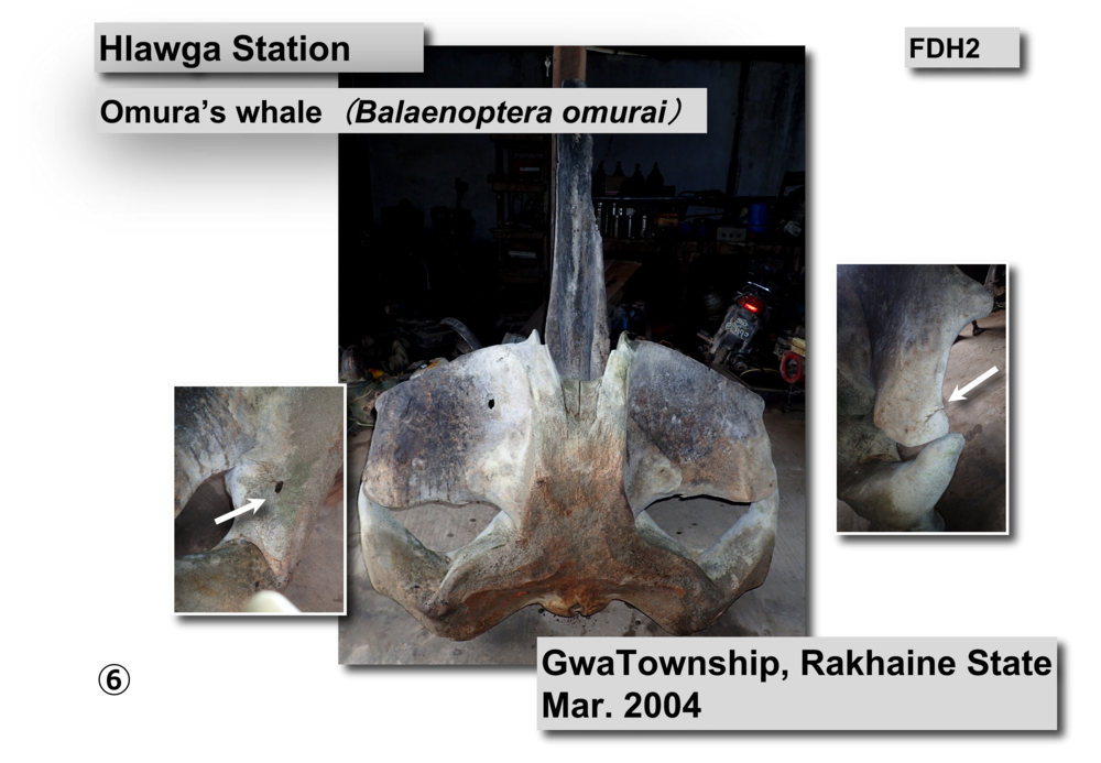 INVENTORY OF FLORA AND FAUNA OF MYANMAR