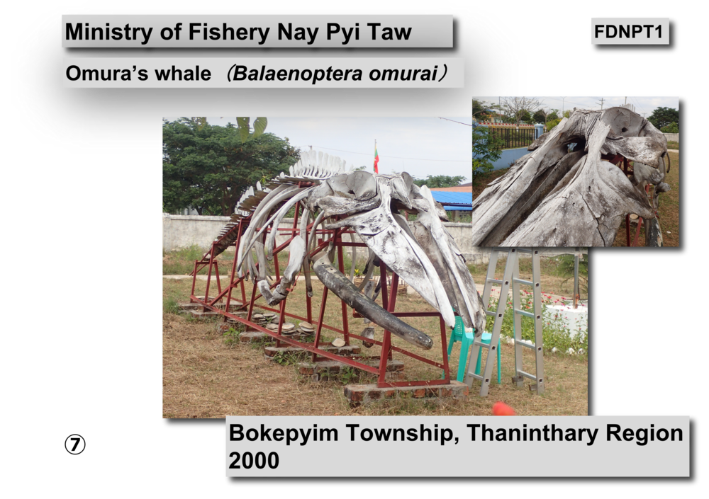 INVENTORY OF FLORA AND FAUNA OF MYANMAR