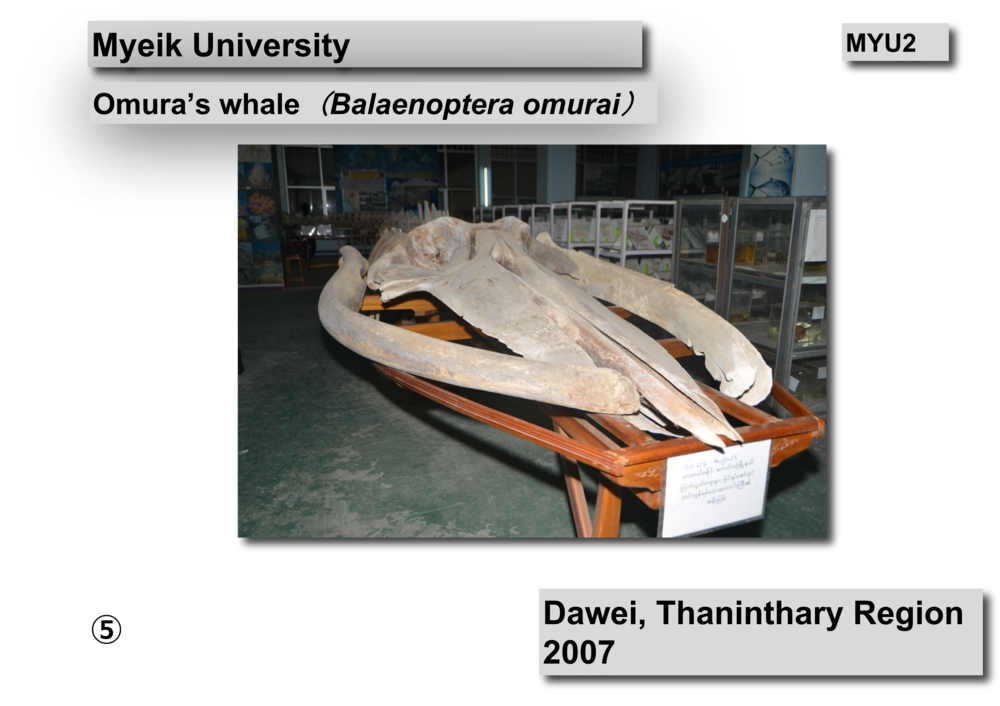 INVENTORY OF FLORA AND FAUNA OF MYANMAR