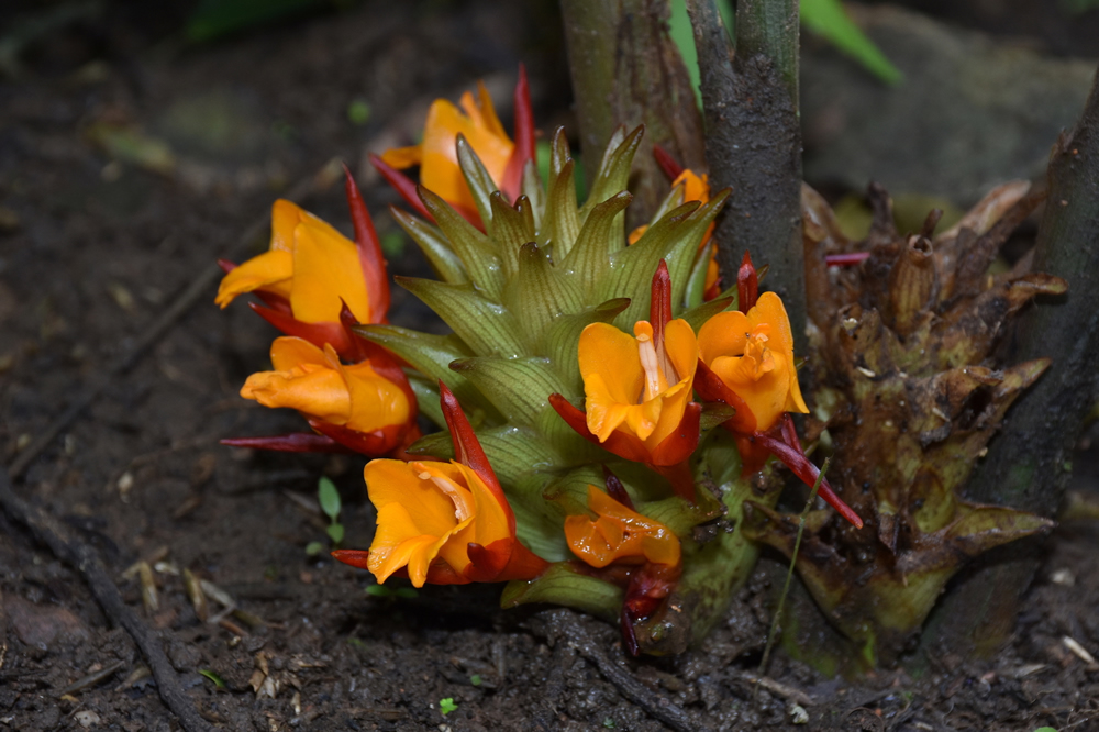 Curcuma kayahensis