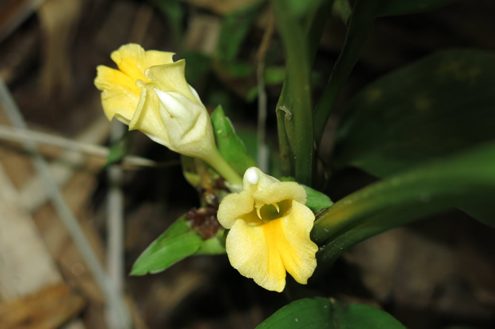 Curcuma stolonifera