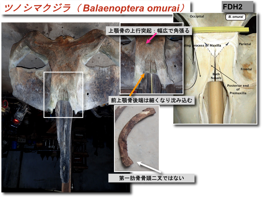 ツノシマクジラ顎