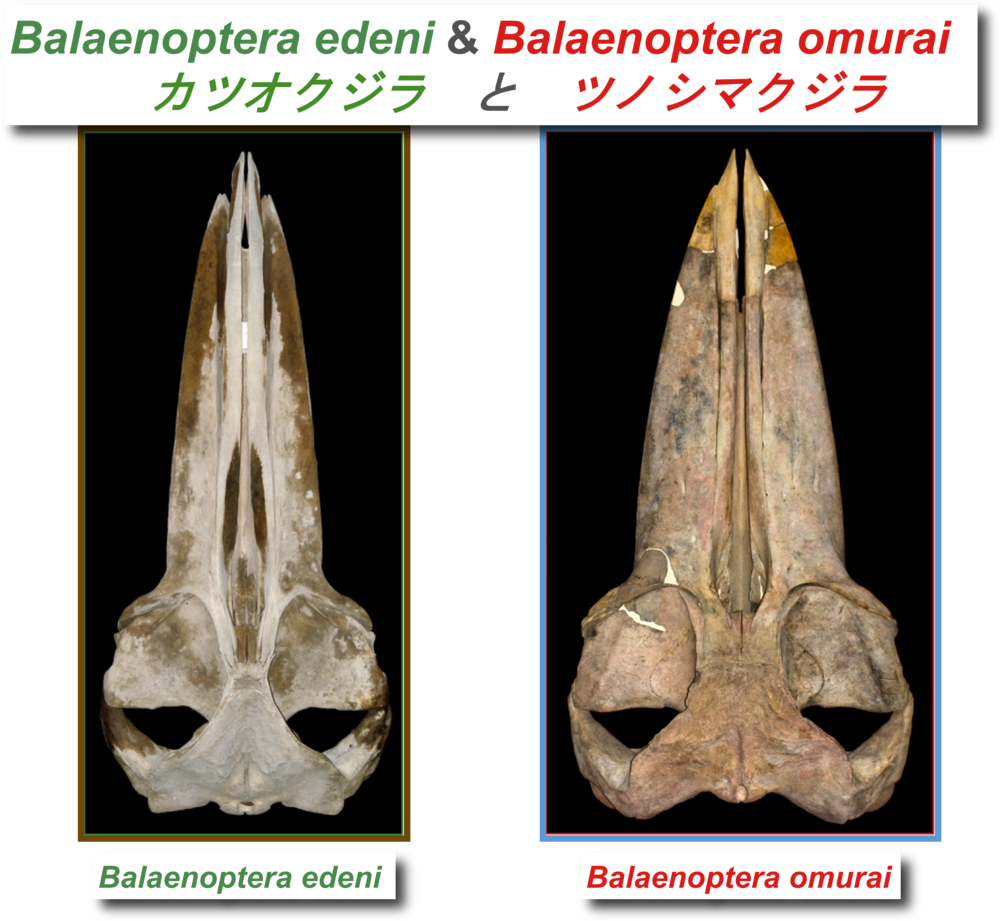 カツオクジラとツノシマクジラ