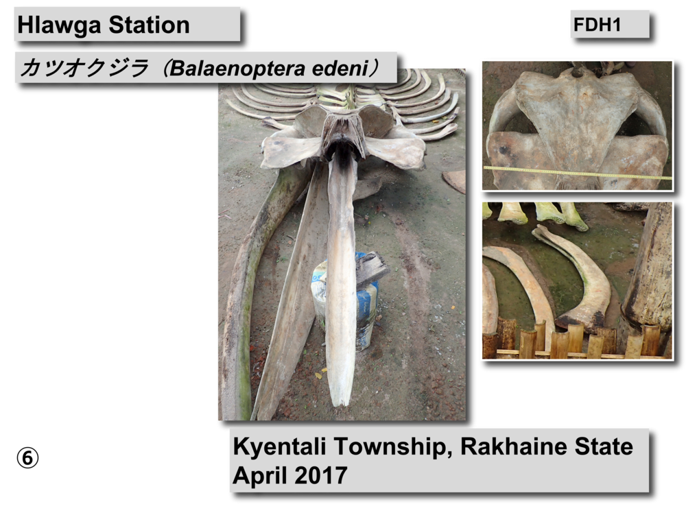 カツオクジラ骨格01