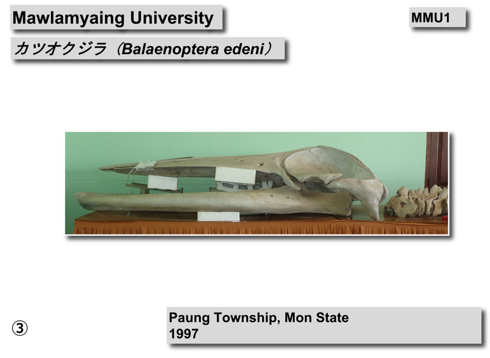 カツオクジラ骨格04