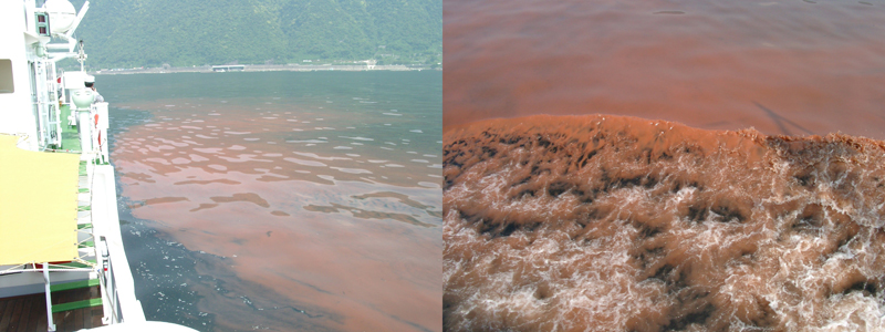 鹿児島湾夜光虫
