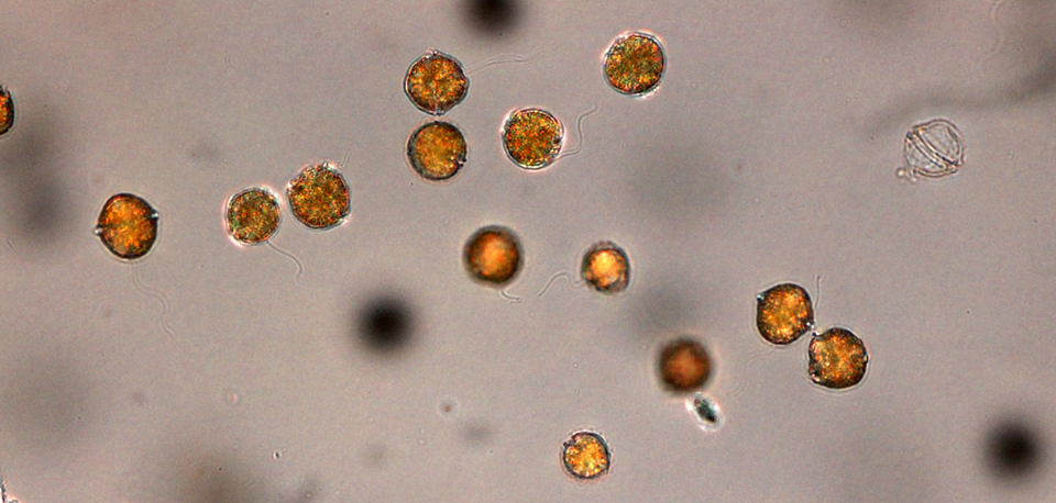 アレキサンドリウム