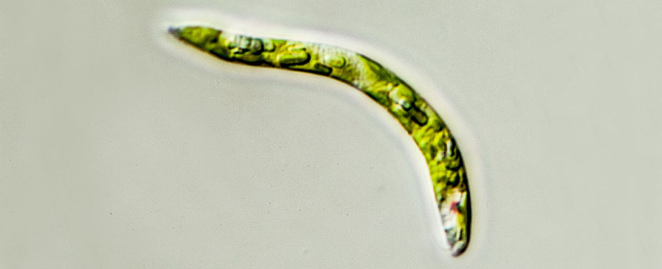 ミドリムシ（ユーグレナ）の一種（Euglena sp.）