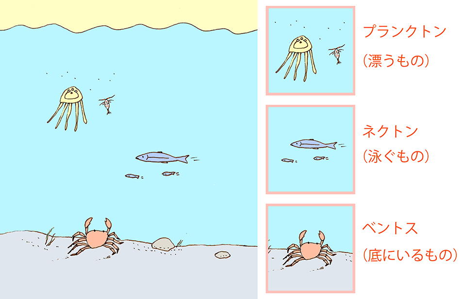水生生物の生活型による分類