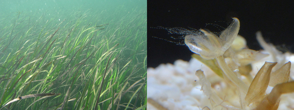 海草（うみくさ）