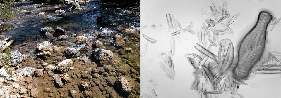 ワイオミング州で確認されたDidymo