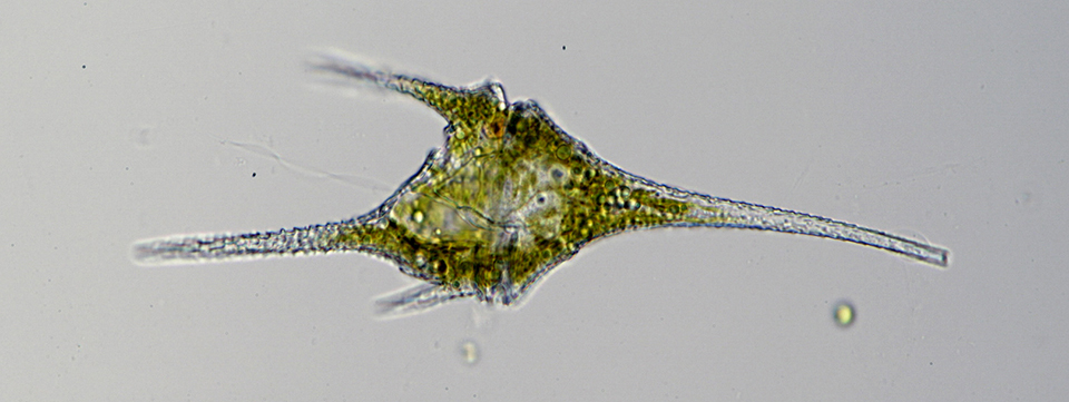 イケツノオビムシ