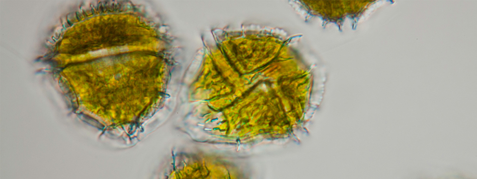 ペリディニウム