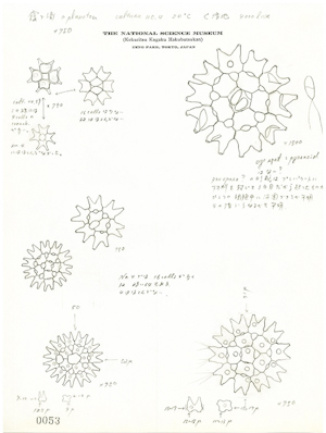 渡邊真之微小藻スケッチ