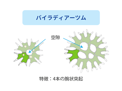 バイラディアーツム