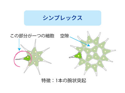 シンプレックス