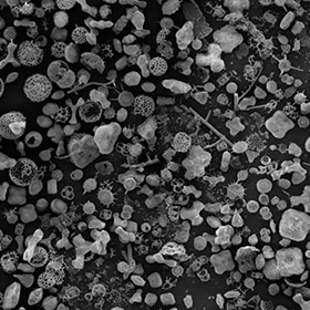 プランクトンと微化石