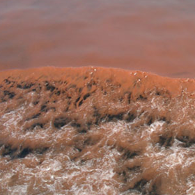 有害有毒藻類ブルーム