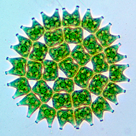 クンショウモ・デザイン展