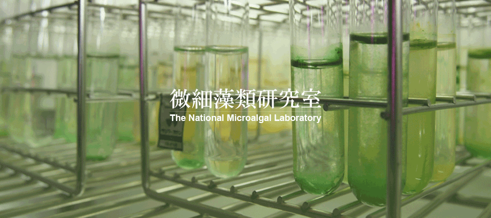 微細藻類研究室