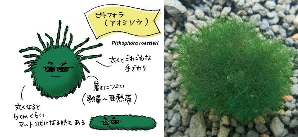 アオミソウ（ピトフォラ・まるも）