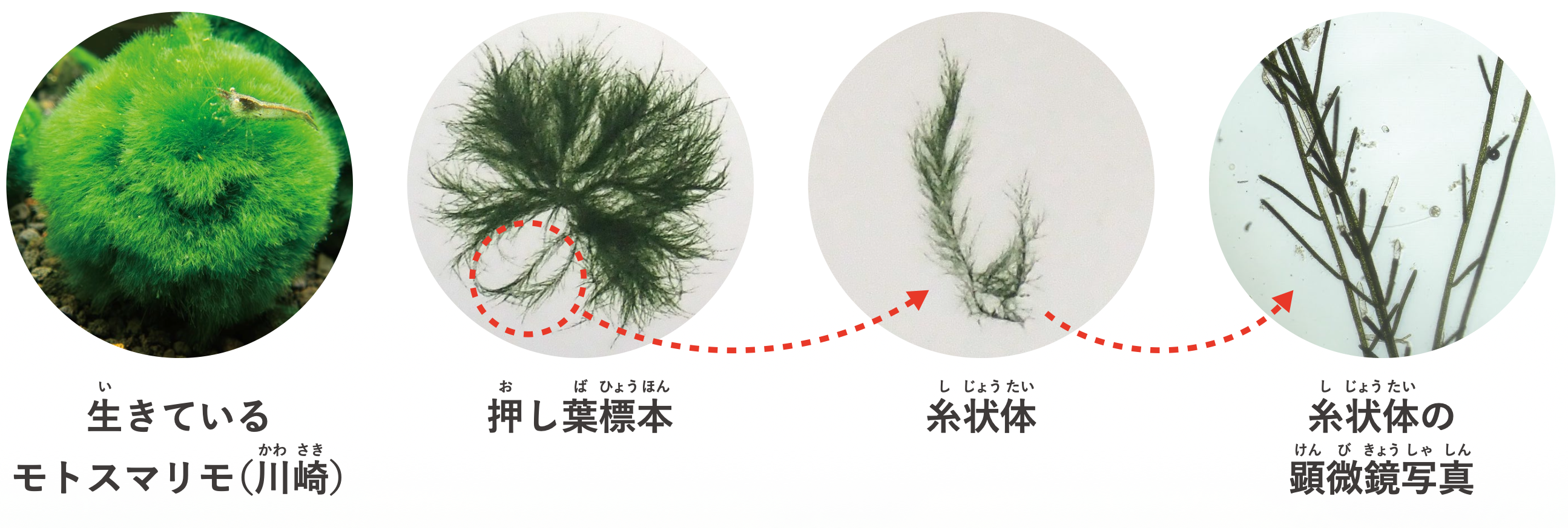 まりものからだ（と標本）