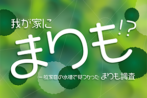 我が家にまりも！？～一般家庭の水槽で見つかったまりもの調査～