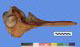 ハンドウイルカ頭骨：左側面
