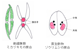 微細藻類ミカヅキモの接合　原生動物ゾウリウムの接合