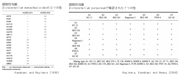 細胞性粘菌Dictyostelium monochasioidesの２つの性　細胞性粘菌Dictyostelium purpureumで確認された７つの性