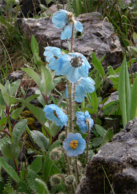 メコノプシス(Meconopsis spp.)