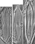 Synedra rostrata F.Meister