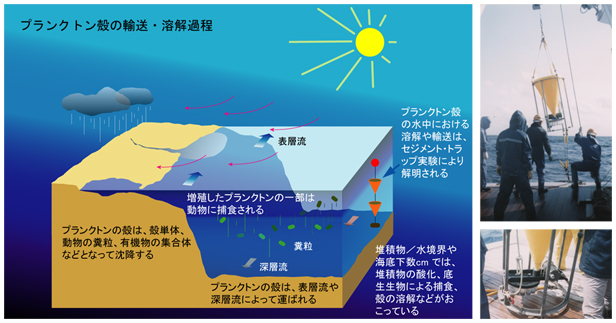 プランクトン殻の輸送・溶解過程