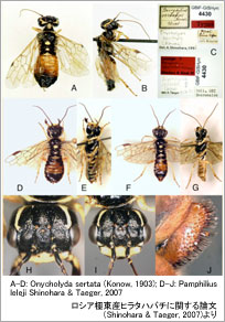 A-D: Onycholyda sertata (Konow, 1903); D-J: Pamphiliusleleji Shinohara & Taeger, 2007. VAɓYq^no`Ɋւ_iShinohara & Taeger, 2007)