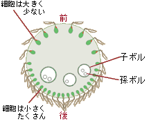 {{bNX̌Q